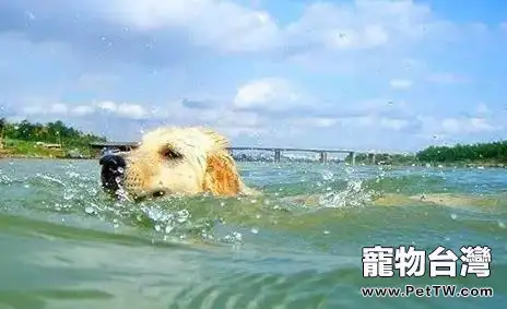 夏天狗狗中暑後應該怎麼辦？