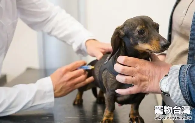 自出生起狗狗需要接種的疫苗都有哪些？