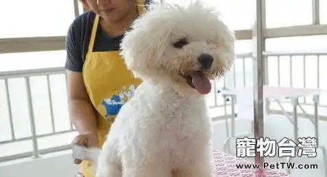 狗狗毛髮怎麼保養 狗狗毛髮保養的方法有哪些(共2張圖片)-寵物台灣