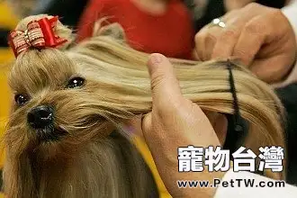 給狗狗染毛需要注意的事情都有哪些？