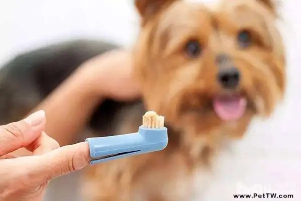 怎麼幫狗狗刷牙 狗狗刷牙不配合怎麼辦