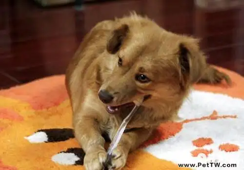 怎麼幫狗狗刷牙 狗狗刷牙不配合怎麼辦