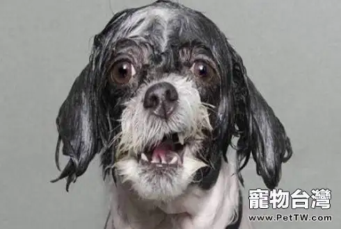 狗狗不喜歡洗澡怎麼辦 狗狗洗澡八大步驟讓狗狗戀上洗澡