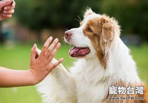 為什麼你家的狗狗沒把你當主人?