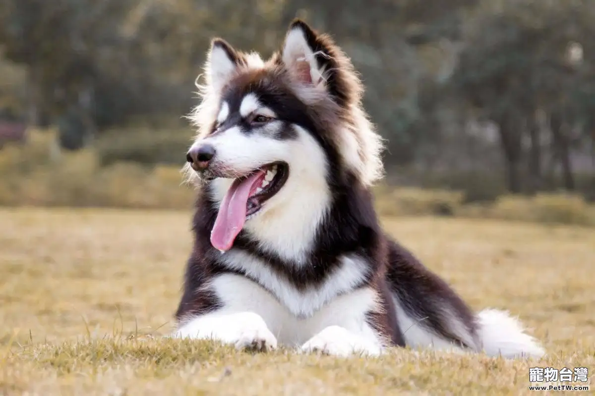 為什麼你家的狗狗沒把你當主人?