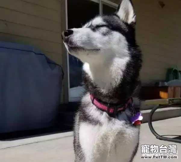 為什麼你家的狗狗沒把你當主人-（共3張圖片）-寵物台灣