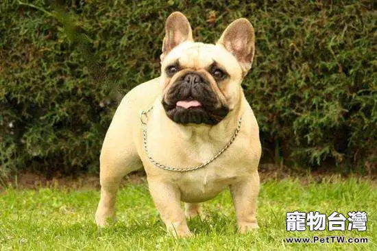 網上選購法斗需要注意的問題都有哪些？