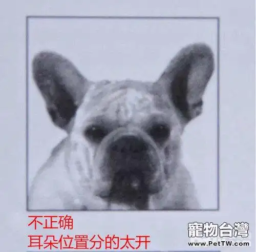 網上選購法斗需要注意的問題都有哪些？