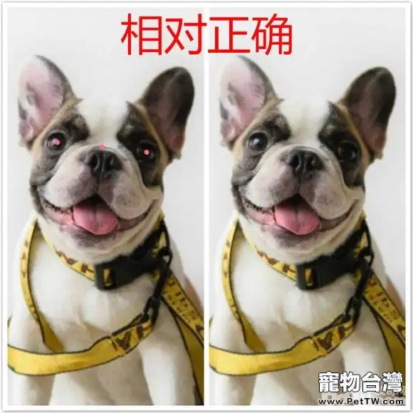 網上選購法斗需要注意的問題都有哪些？