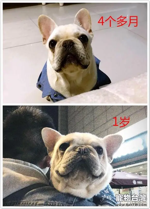 網上選購法斗需要注意的問題都有哪些？