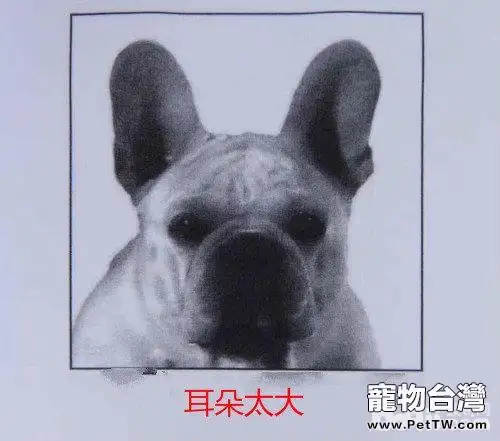 網上選購法斗需要注意的問題都有哪些？