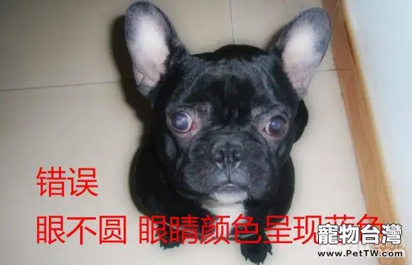 網上選購法斗需要注意的問題都有哪些？