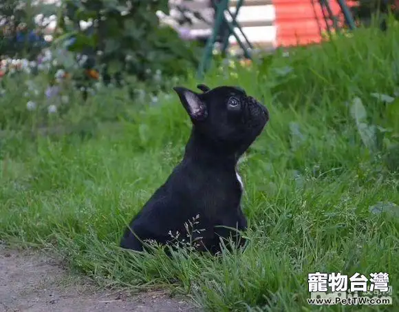 網上選購法斗需要注意的問題都有哪些？