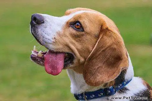 剛接回家的狗狗應該如何護理？