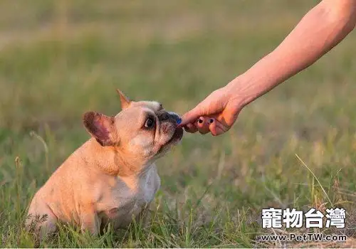 訓練法斗定點大小便的全過程