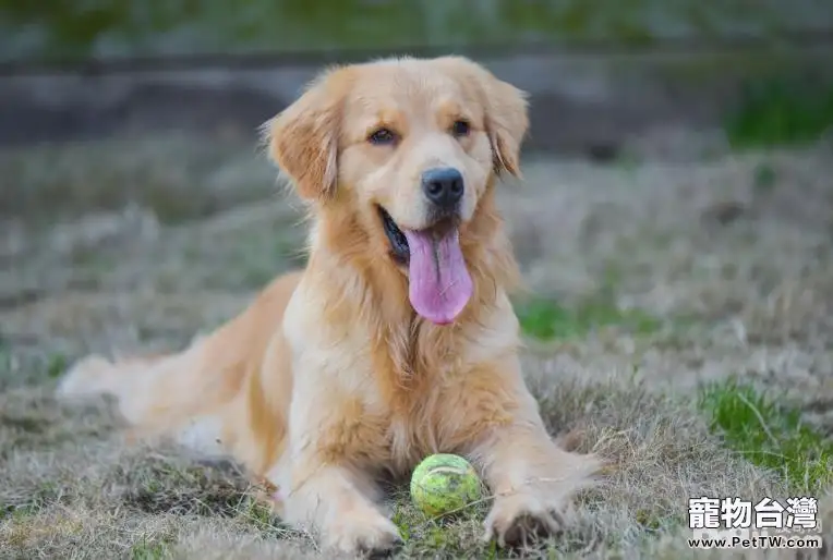 如何訓練狗狗能聽懂自己的名字？