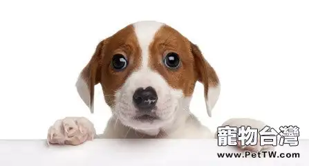 如何訓練狗狗能聽懂自己的名字?(共3張圖片)-寵物台灣