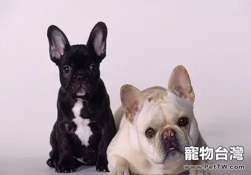 飼養法斗幼犬需要注意的地方都有哪些？