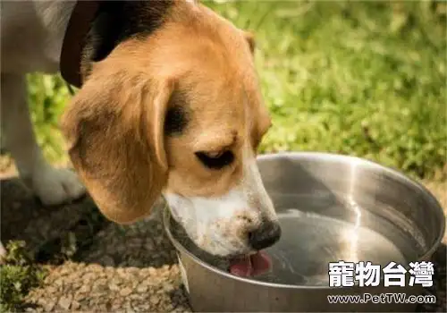 關於狗狗飲水寵物主不可不知的事項