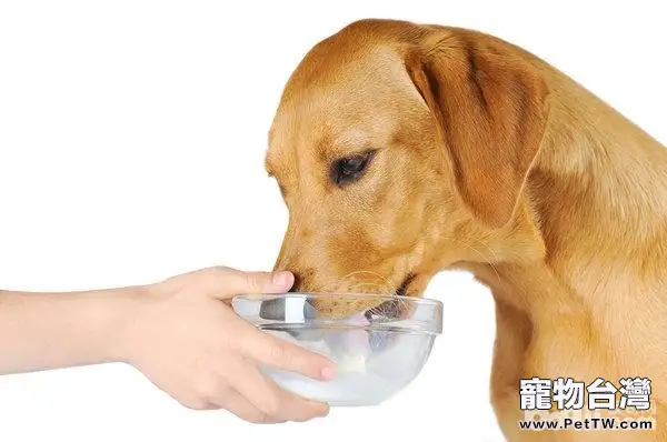 關於狗狗飲水寵物主不可不知的事項
