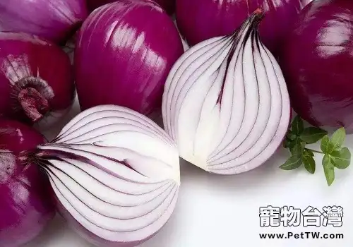 以下這幾種食物千萬不能餵食狗狗