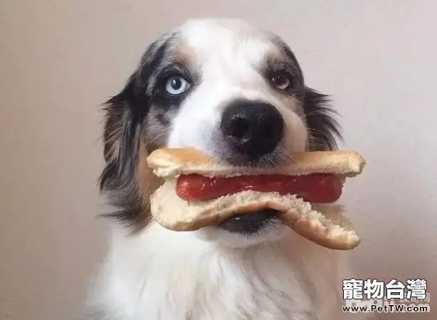 以下這幾種食物千萬不能餵食狗狗