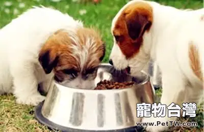 不同時期的狗狗都應該如何餵養？