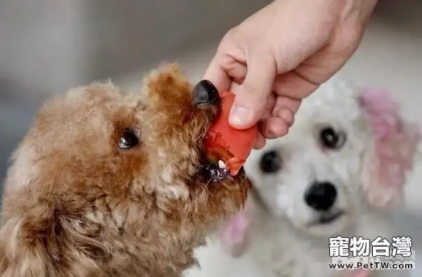 訓練狗狗養成良好飲食習慣的方法有哪些？
