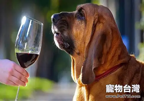 以下這四種能力幫你測試出狗狗的性格 以下這四種能力幫你測試出狗狗的性格