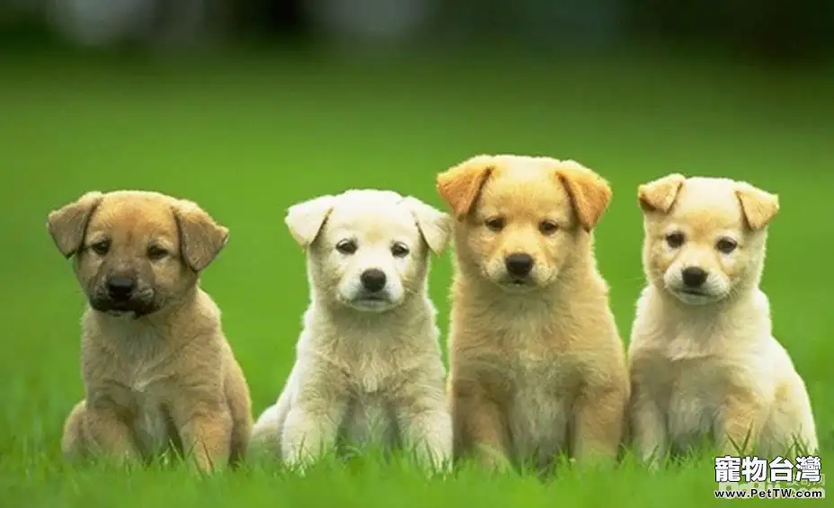 購買狗狗時需要注意的都有哪些? 購買狗狗時需要注意的都有哪些?