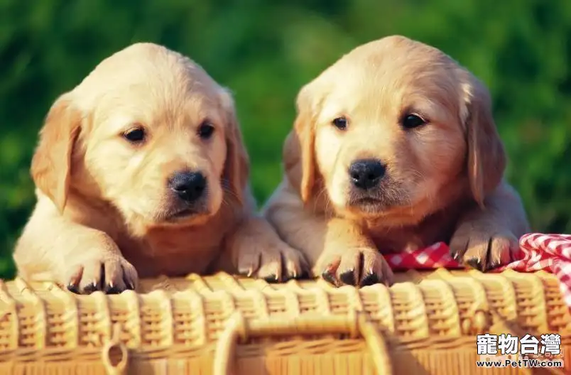 購買狗狗時需要注意的都有哪些? 購買狗狗時需要注意的都有哪些?