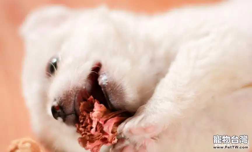 如何分辨狗狗的身體是否健康？（共3張圖片）-寵物台灣