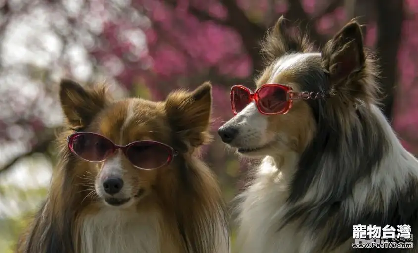 如何分辨狗狗的身體是否健康？