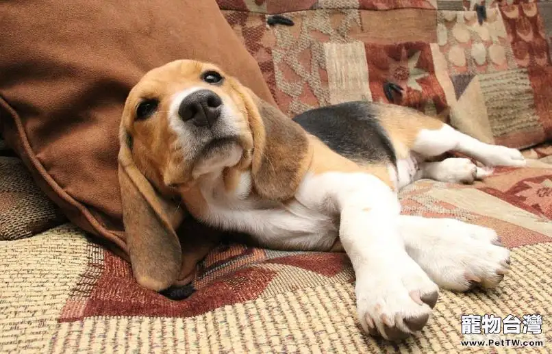 如何分辨狗狗的身體是否健康？