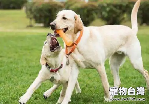 怎樣才能選擇到一條適合自己的狗狗？