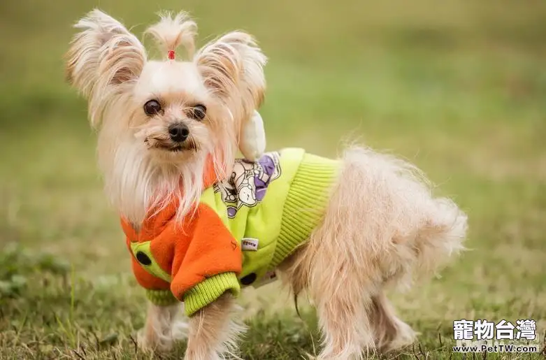 怎樣才能選擇到一條適合自己的狗狗？