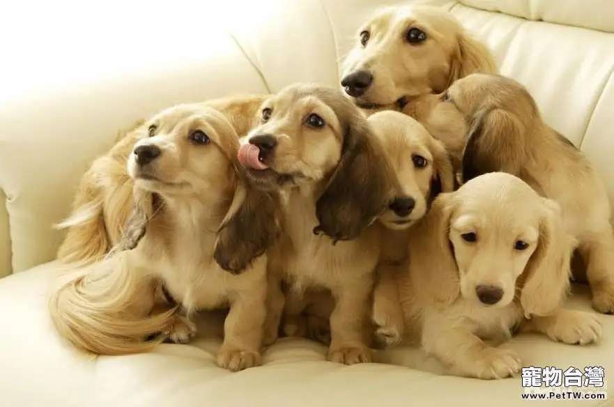 怎樣才能選擇到一條適合自己的狗狗？