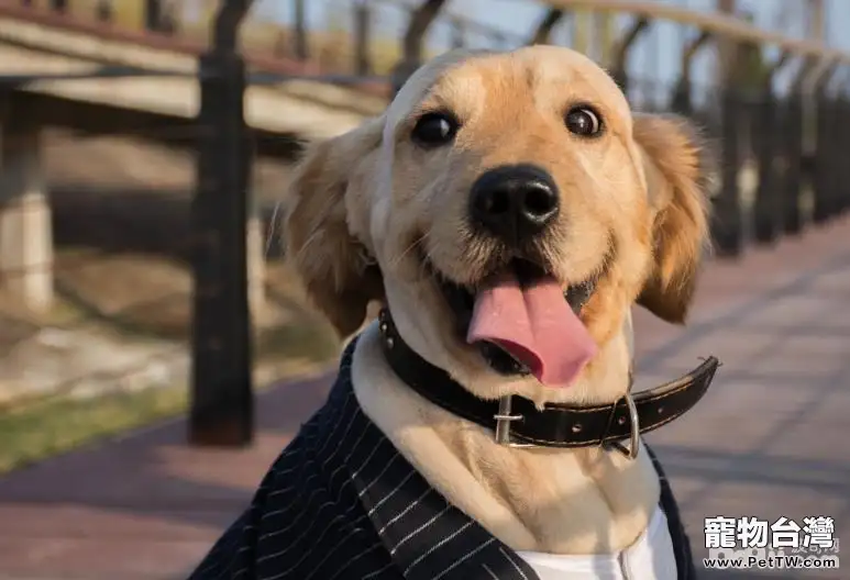 怎樣才能選擇到一條適合自己的狗狗？（共4張圖片）-寵物台灣