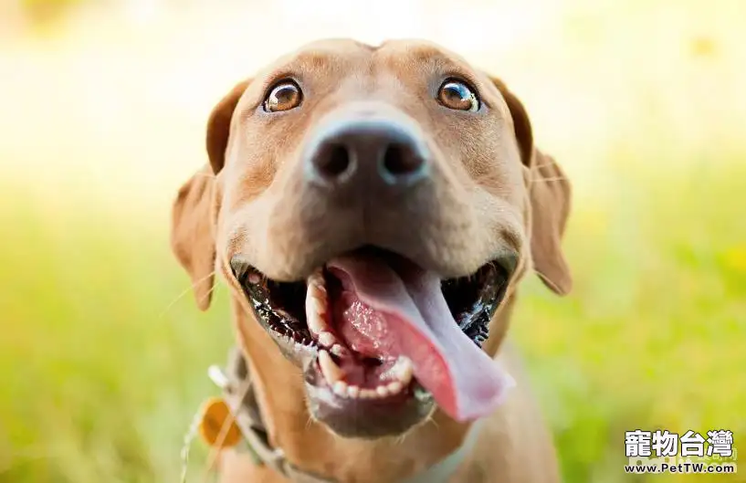 為什麼狗狗的味覺沒有嗅覺靈敏？