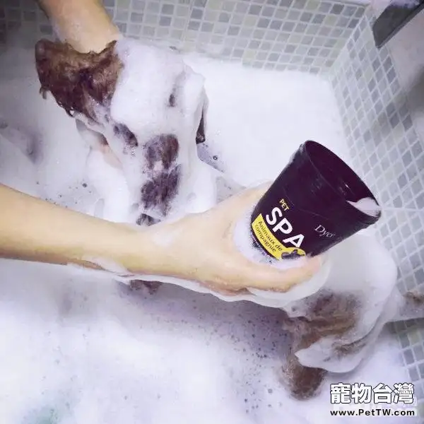 常見的寵物SPA都有哪些類型?(共3張圖片)-寵物台灣