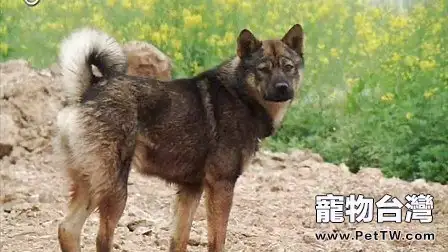 都有哪些狗狗是最容易被偷走的？