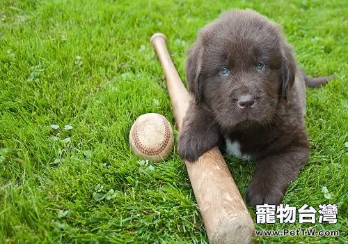 紐芬蘭犬訓練技巧，訓練紐芬蘭犬定點大小便的方法