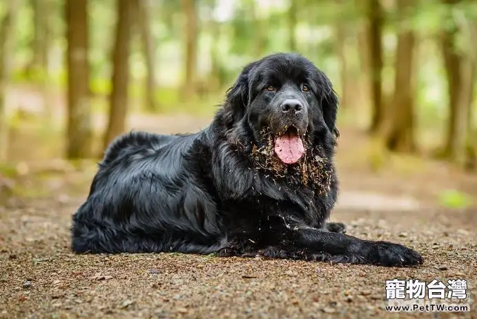 紐芬蘭犬訓練技巧，訓練紐芬蘭犬定點大小便的方法