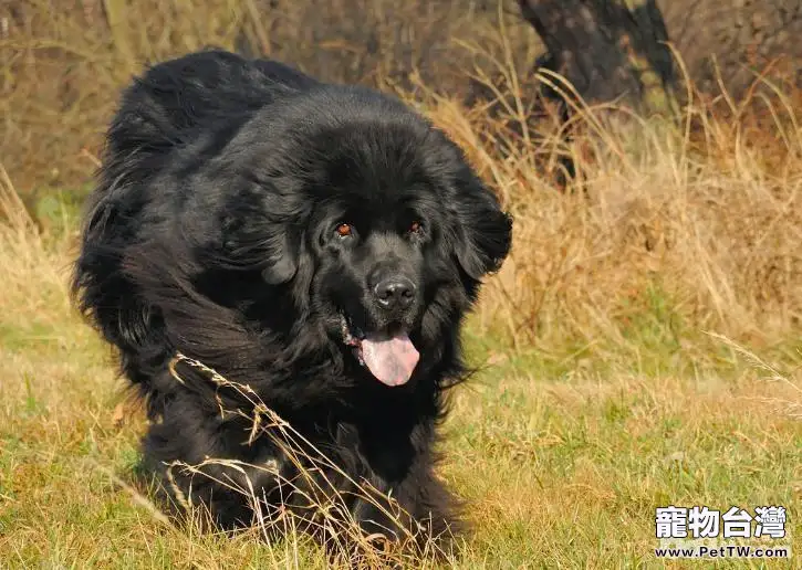 紐芬蘭犬訓練技巧,訓練紐芬蘭犬定點大小便的方法(共3張圖片)-寵物台灣