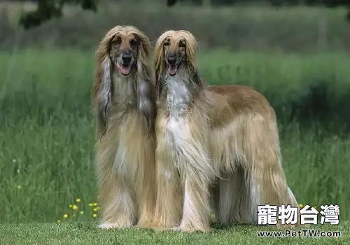 餵養阿富汗獵狗需要注意的地方都有哪些？