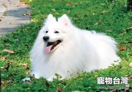 導致銀狐犬太瘦的原因都有哪些？