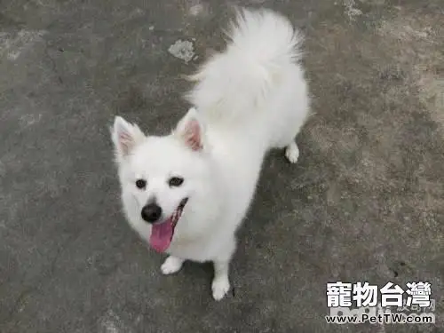 導致銀狐犬太瘦的原因都有哪些？