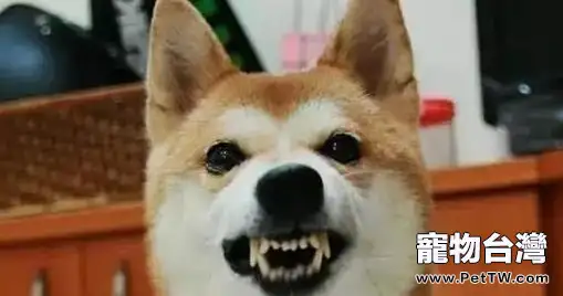 導致狗狗攻擊人的原因都有哪些？