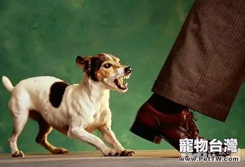 導致狗狗攻擊人的原因都有哪些？