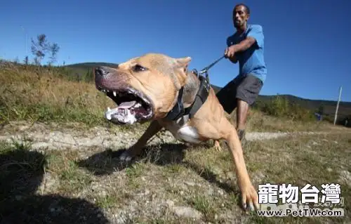 導致狗狗攻擊人的原因都有哪些？